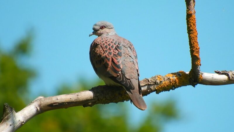 Tourterelle des bois